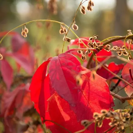 Ferienhaus Tiny Haus Auf Idyllischem Grundstück Im Rittergut Klipphausen
