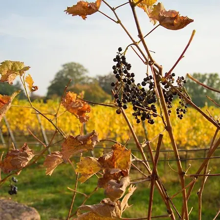 Tiny Haus Auf Idyllischem Grundstueck Im Rittergut