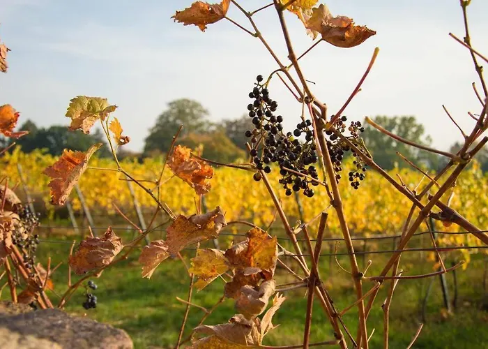 Tiny Haus Auf Idyllischem Grundstueck Im Rittergut